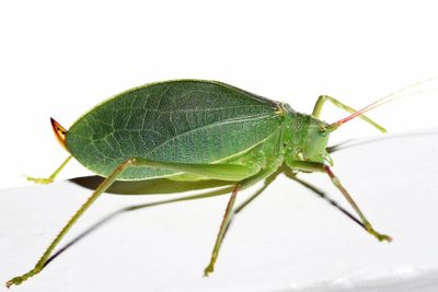 Common True Katydid - Pterophylla camellifolia