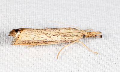 5403  Vagabond Crambus  Agriphila vulgivagellus