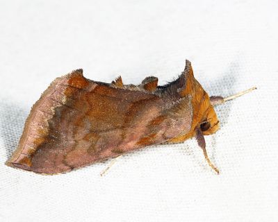 8898 – Unspotted Looper – Allagrapha aerea