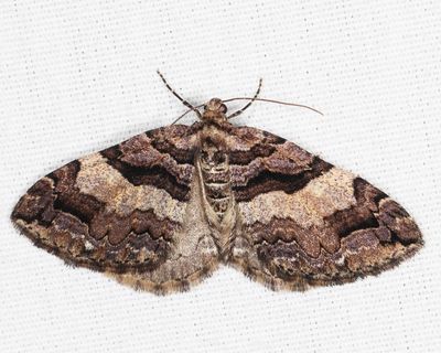 7329 - Variable Carpet Moth - Anticlea vasiliata