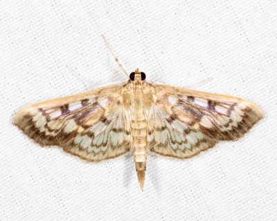 5277 – Zigzag Herpetogramma – Herpetogramma thestealis