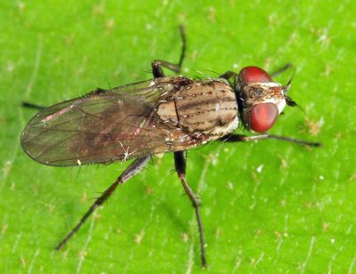 Leucophora johnsoni