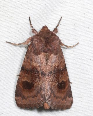 10524 - Bronzed Cutworm - Nephelodes minians