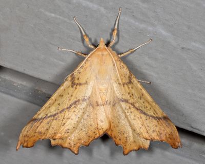 6797 - Maple Spanworm - Ennomos magnaria