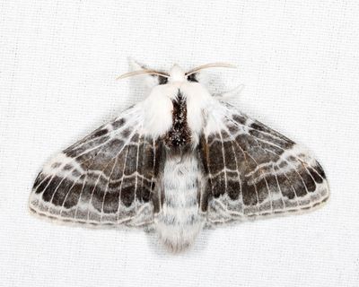 7670 - Large Tolype - Tolype velleda