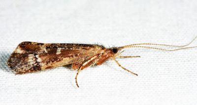 Limnephilus sericeus