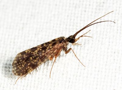 Dolophilodes distinctus