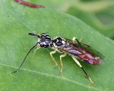 Pamphilius pallimacula