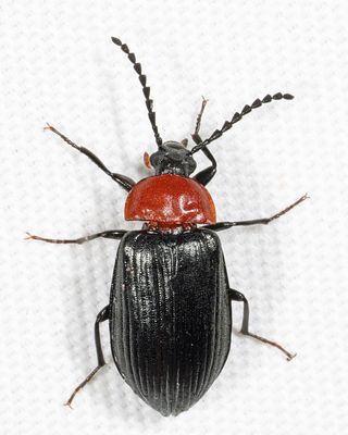 Chromatia amoena 