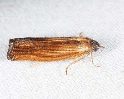 2913 - Eucosma ?umbrastriana