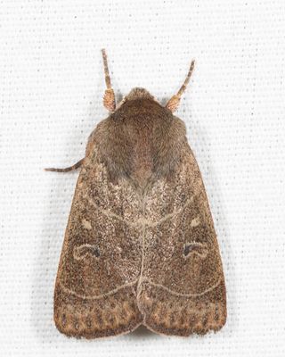10567 - Sheathed Quaker - Ulolonche culea
