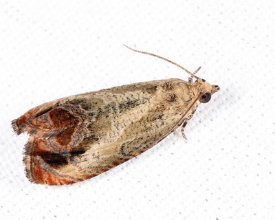 2804 - Olethreutes hamameliana