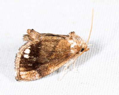 4658 - Packardia albipunctata