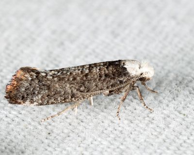 2413 – Swammerdamia caesiella