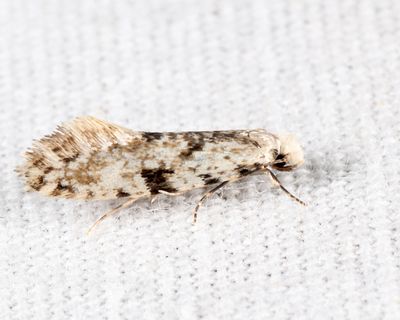 0263 - Nemapogon auropulvella