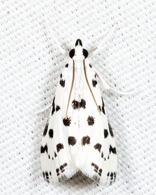 4794 - Spotted Peppergrass Moth - Eustixia pupula