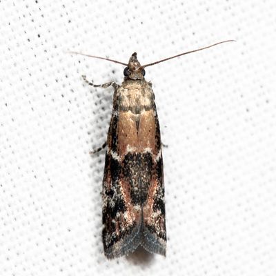 6011 - Brower's Vitula - Vitula broweri*
