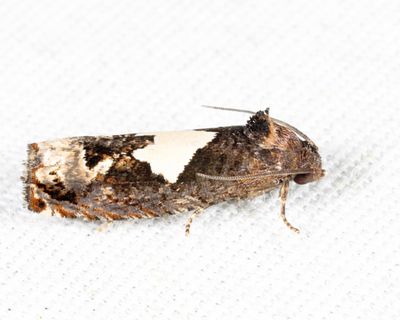 3202 Bidens Borer - Epiblema otiosana