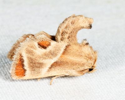 4669 - Shagreened Slug Moth - Apoda biguttata