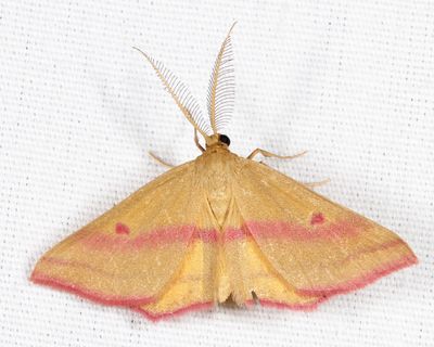 7146 - Chickweed geometer - Haematopis grataria
