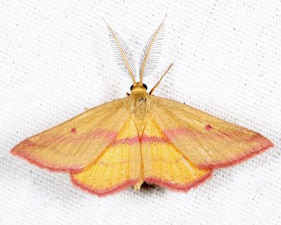 7146 - Chickweed geometer - Haematopis grataria