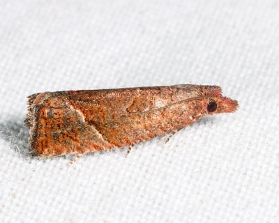 3120 - Derelict Eucosma - Eucosma derelicta
