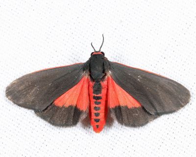 8114 - Joyful Holomelina - Virbia laeta