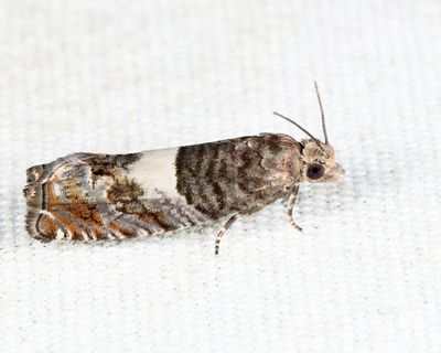 3310 - Walker's Epinotia - Epinotia transmissana