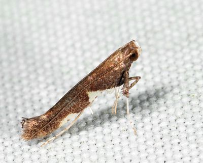 0642 - Caloptilia umbratella