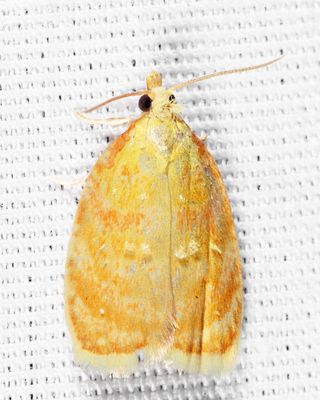 3504 - Blueberry Leaftier - Acleris curvalana