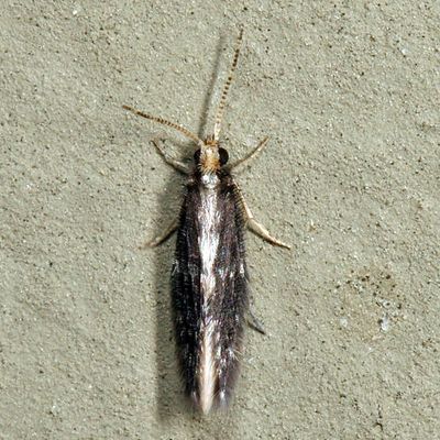 Orthotrichia sp.