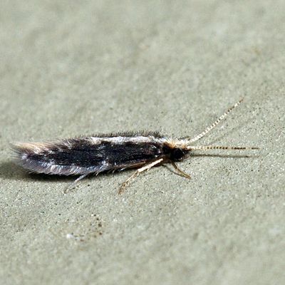 Orthotrichia sp.
