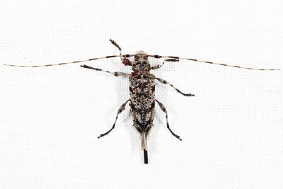 Acanthocinus obsoletus