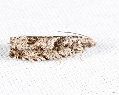 3334 – Maple Trumpet Skeletonizer Moth – Catastega aceriella