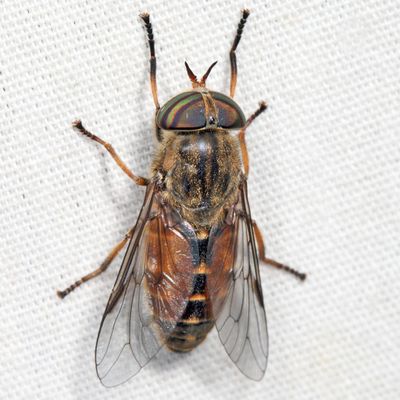 Hybomitra epistates