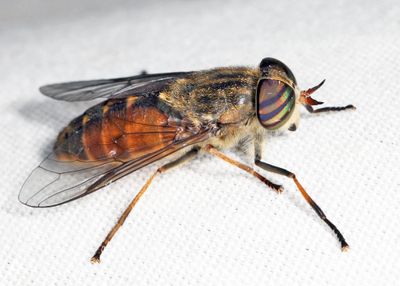 Hybomitra epistates