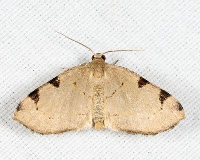 7647 - Three-spotted Fillip - Heterophleps triguttaria