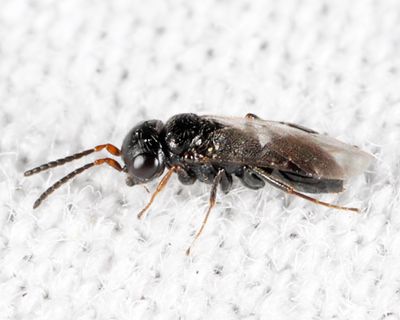 Crovettia theliae