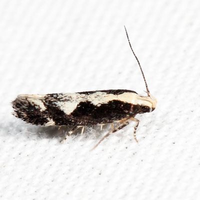 1771 – Agnippe prunifoliella *