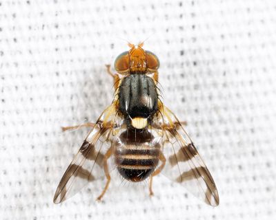 Eastern Cherry Fruit Fly - Rhagoletis cingulata