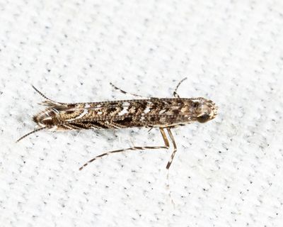 0663  Neurobathra strigifinitella 