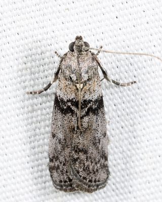 5788 - Meroptera abditiva*