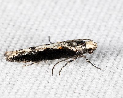 1809 – Coleotechnites Flower Moth – Coleotechnites florae