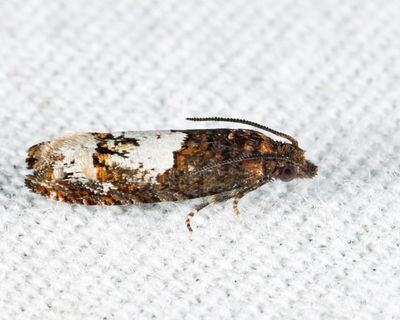 2937 - Eucosma parmatana 