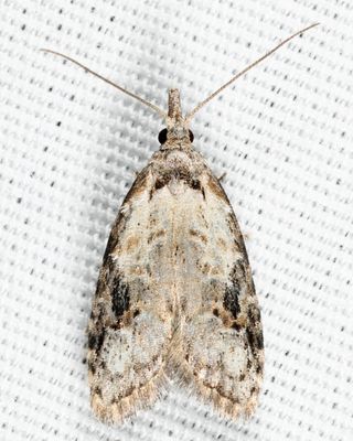 2315 - Currant Fruitworm Moth - Carposina fernaldana