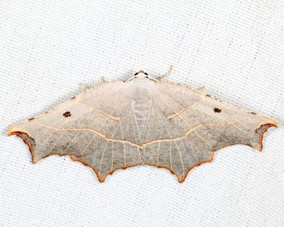 6819 - Pale Metanema - Metanema inatomaria