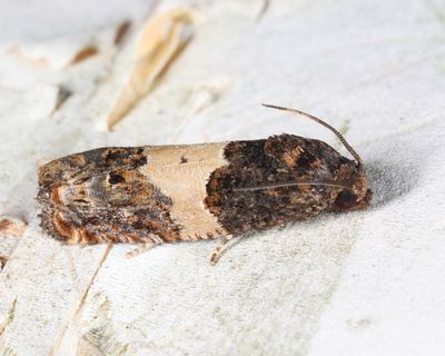 3184.1 - Epiblema glenni