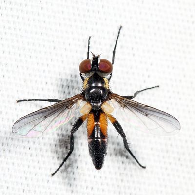 Xanthomelanodes arcuatus