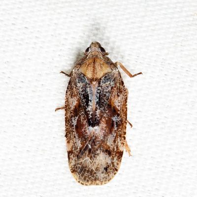 Cixidia variegata