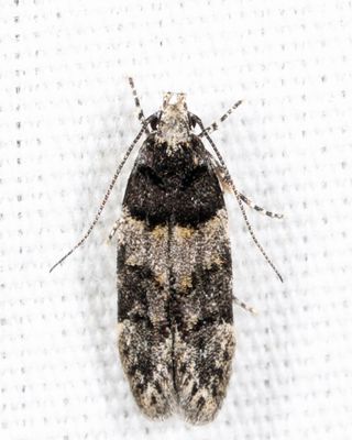 1857 - Pubitelphusa latifasciella